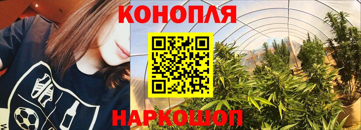 Бошки Шишки OG Kush  Бошки марихуана план  Вход с VPN  Бошки марихуана сатива  Самара  Конопля OG Kush 